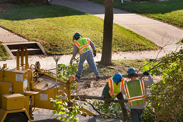 Professional Tree Removal and Landscaping Services in Country Homes, WA